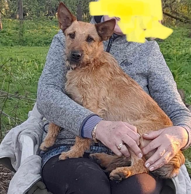 Zaginął pies/ psy w okolicach: Pasłęk, Rychliki, Kwietniewo, Dzierzgoń