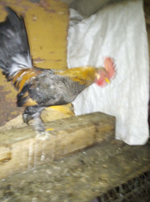 Продам карликові бентамки 250 грн