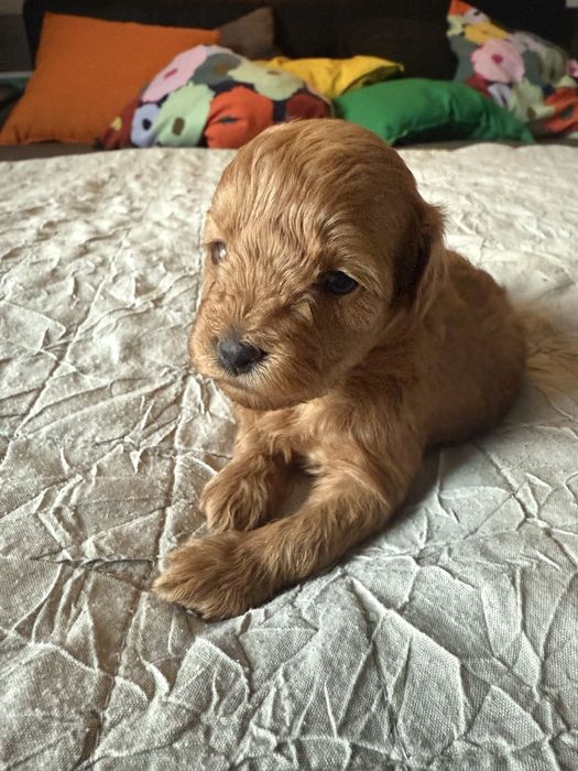 Urocza sinia Maltipoo / Poochon/Bichpoo /cavapoo/