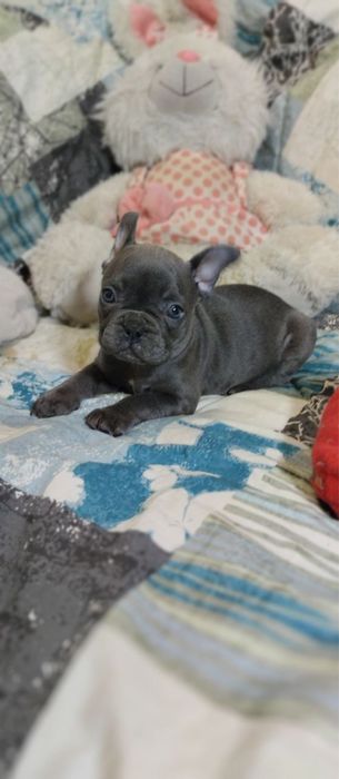 Девочка чисто голубого окраса с родословной