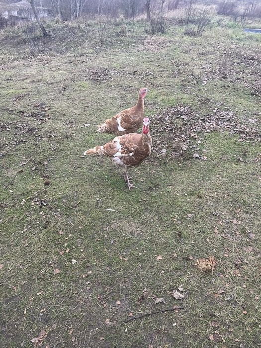 Продам інкубаційне яйце індика Бурбон