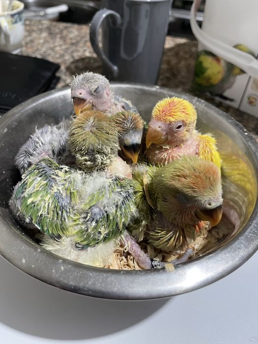 Agapornis domesticados/criados a mao