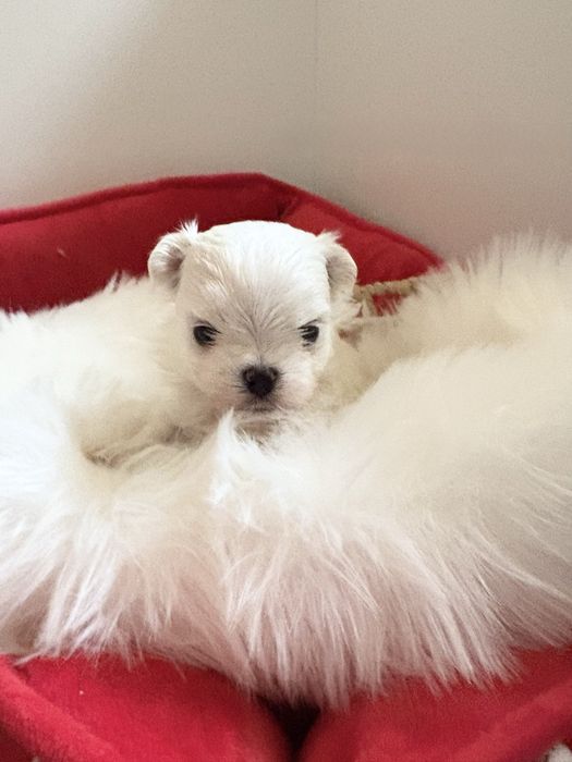 Maltańczyk FCI ZKwP samiec odbiór grudzień