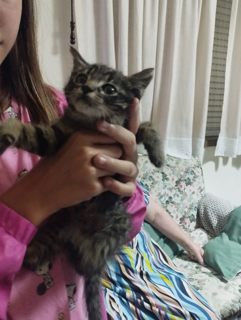 Gatinho 2meses pardo muito meigo
