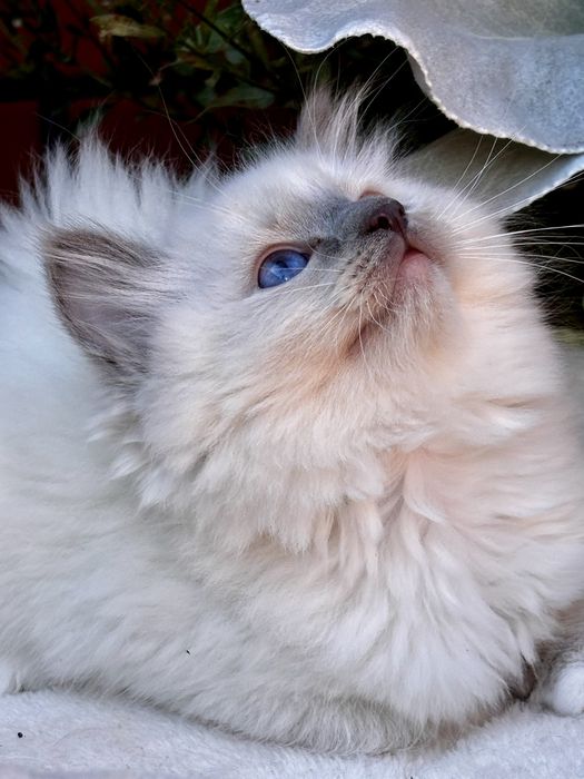 Kotka Ragdoll - Ochra