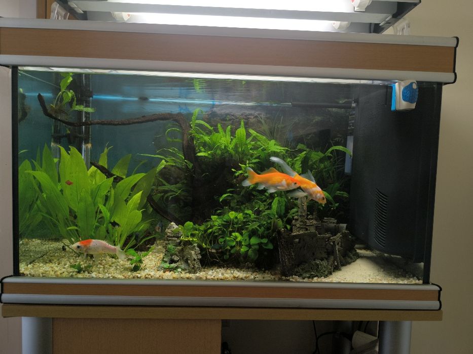 Aquário  completo