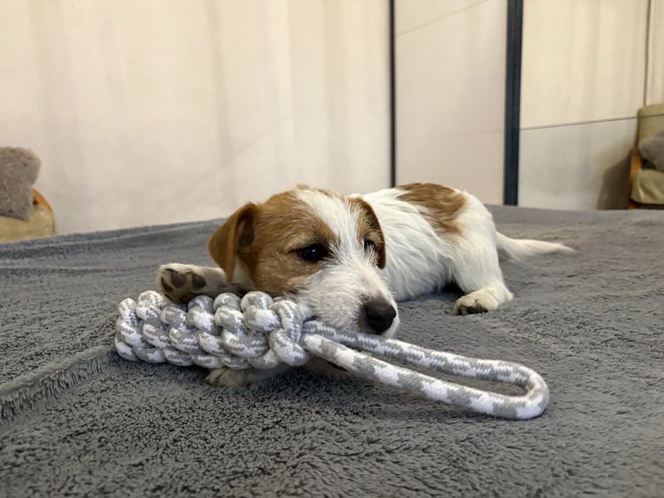 Suczka Jack Russell Terrier