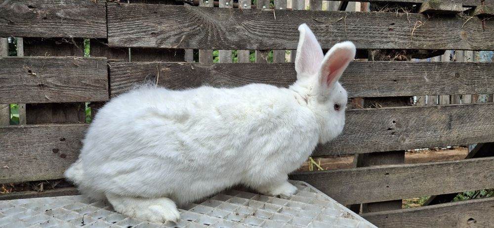 Królik samiec 80