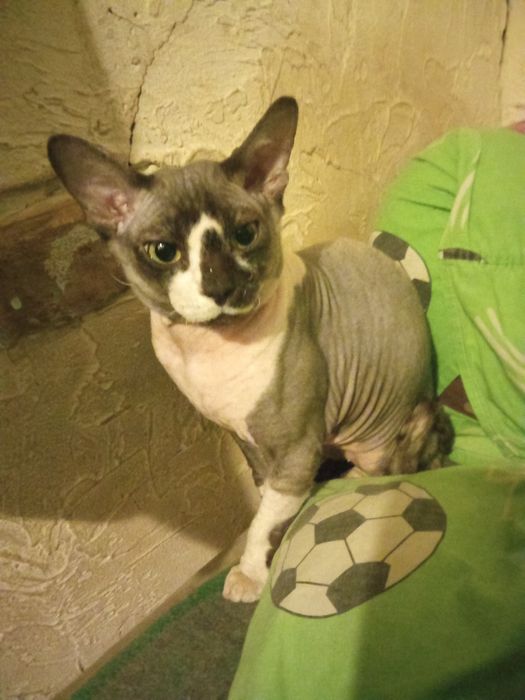 Лексус продам кота