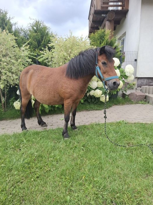 Sprzedam kucyka , kuca