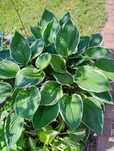 Funkia/hosta dwubarwna, zestaw 2 doniczek z roślinami