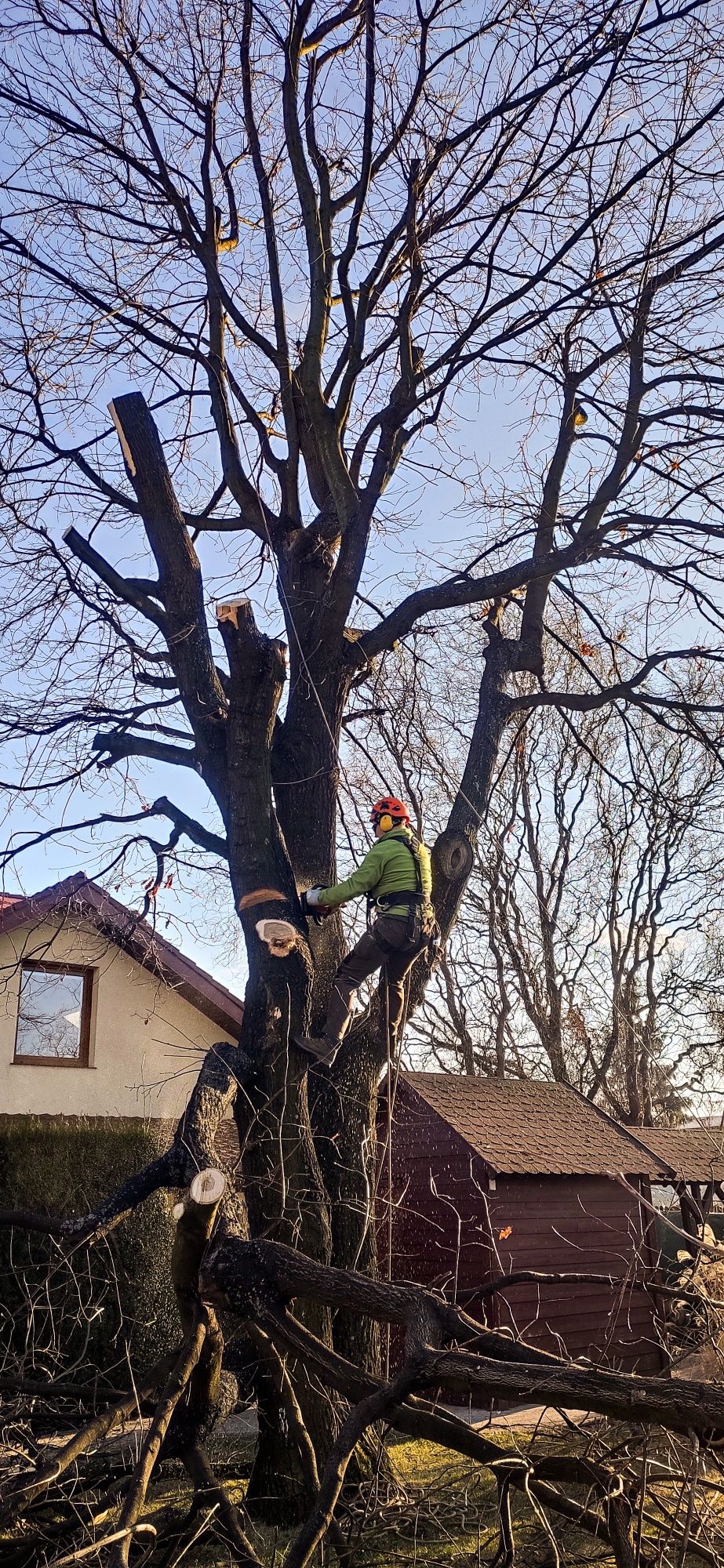 Wycinka Drzew | Frezowanie Pni | Pielęgnacja Zieleni | Nysa | Zwyżka