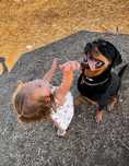 Rottweiler, suczka, Rottweilerka Roxy super z dziećmi, do adopcji