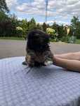 Shih-tzu szczeniaczek