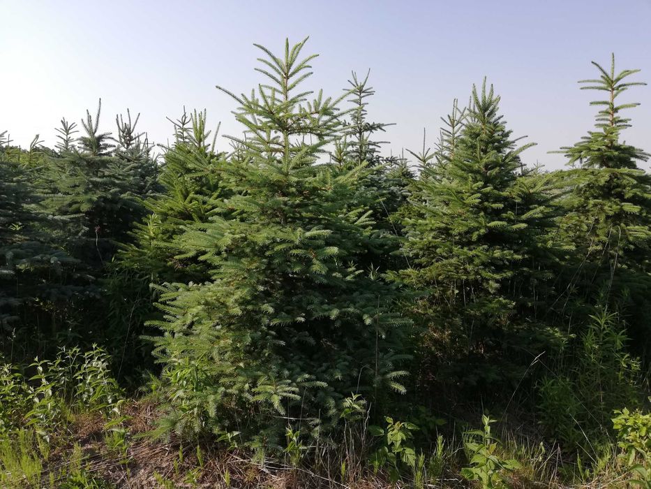 Świerk srebrny, duża plantacja