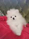 MINI Spitz lulu Pomerânia