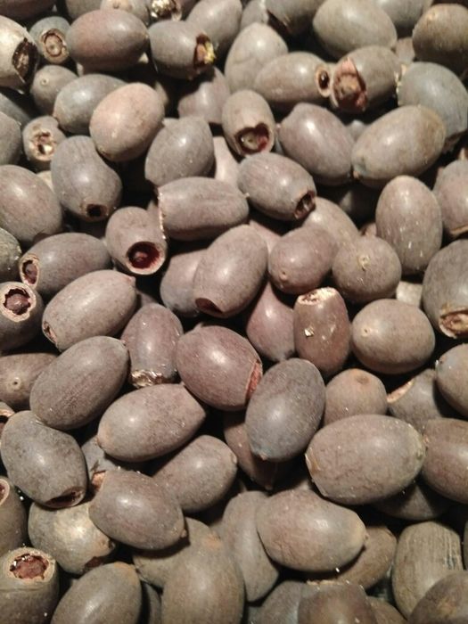 Семена лотоса для аквариумов и водоемов