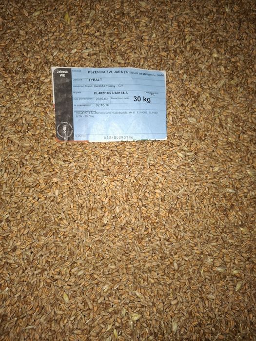 Sprzedam pszenicę jarą po centralii