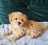 Suczka Maltipoo F1