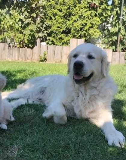 Szczenię golden retriever do odbioru