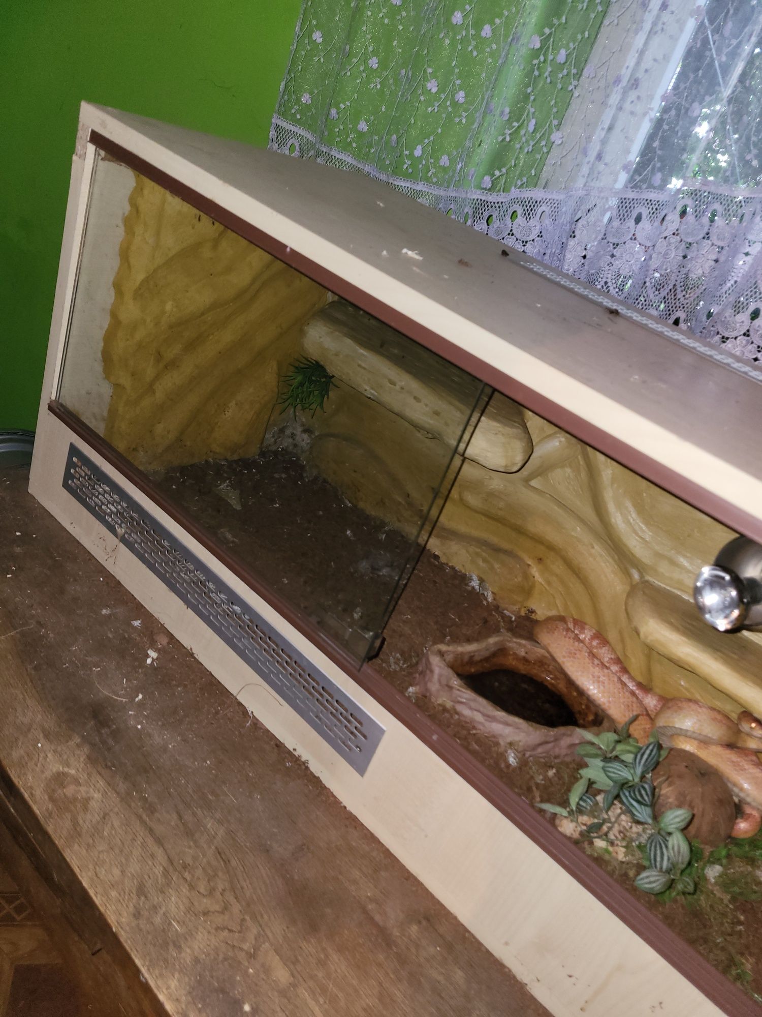 Terrarium z wężem zbożowym