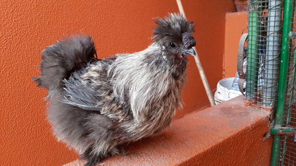 Galinhas brahmas Sedosas barbudas juvenis