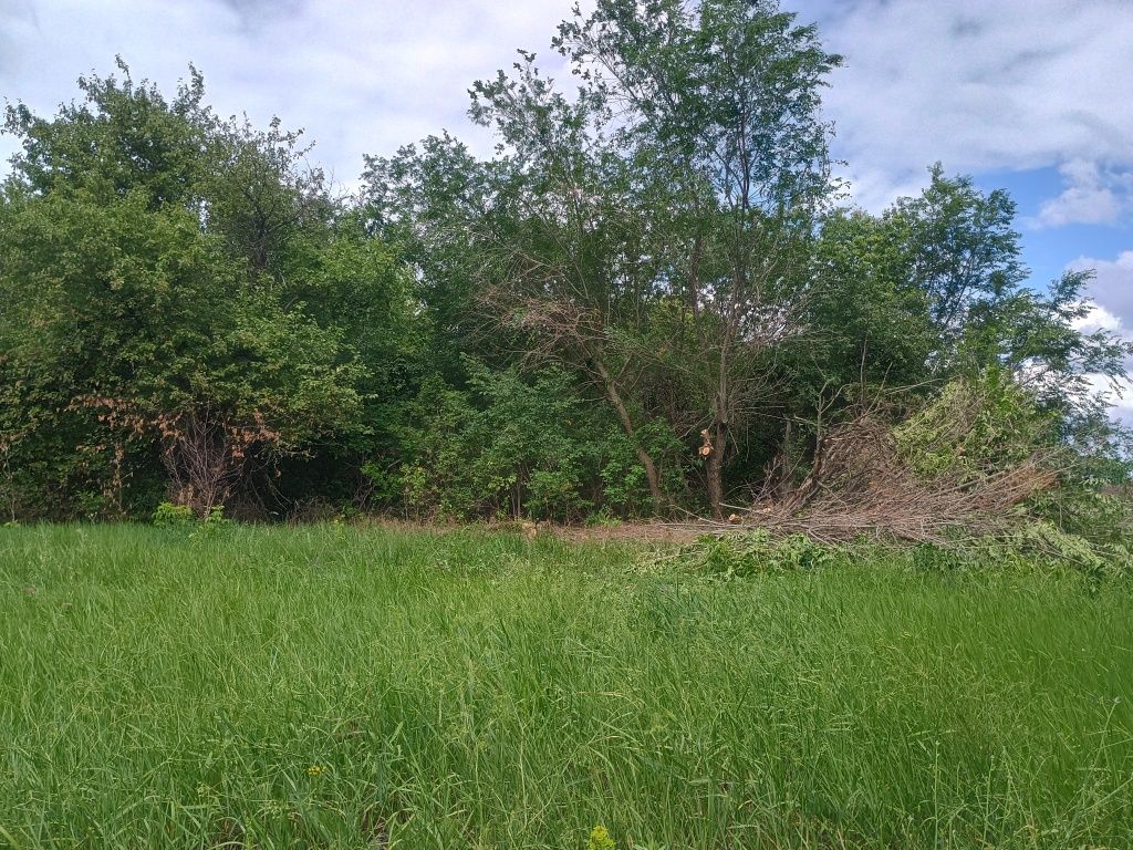 Продам дрова різних порід