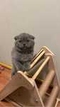 Scottish fold femea