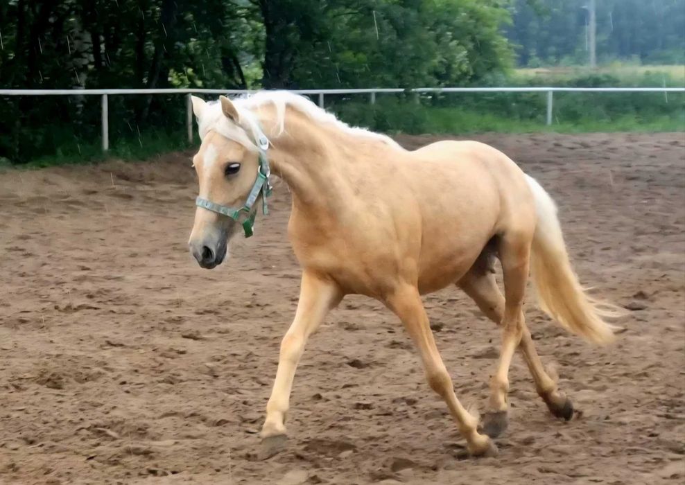 Kucyk w typie walijczyka
