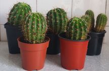 Продаю кактусы в горшочках