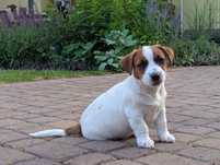 Gładki Jack Russell Terrier gotowy do zmiany domu FCI ZkwP szczenię