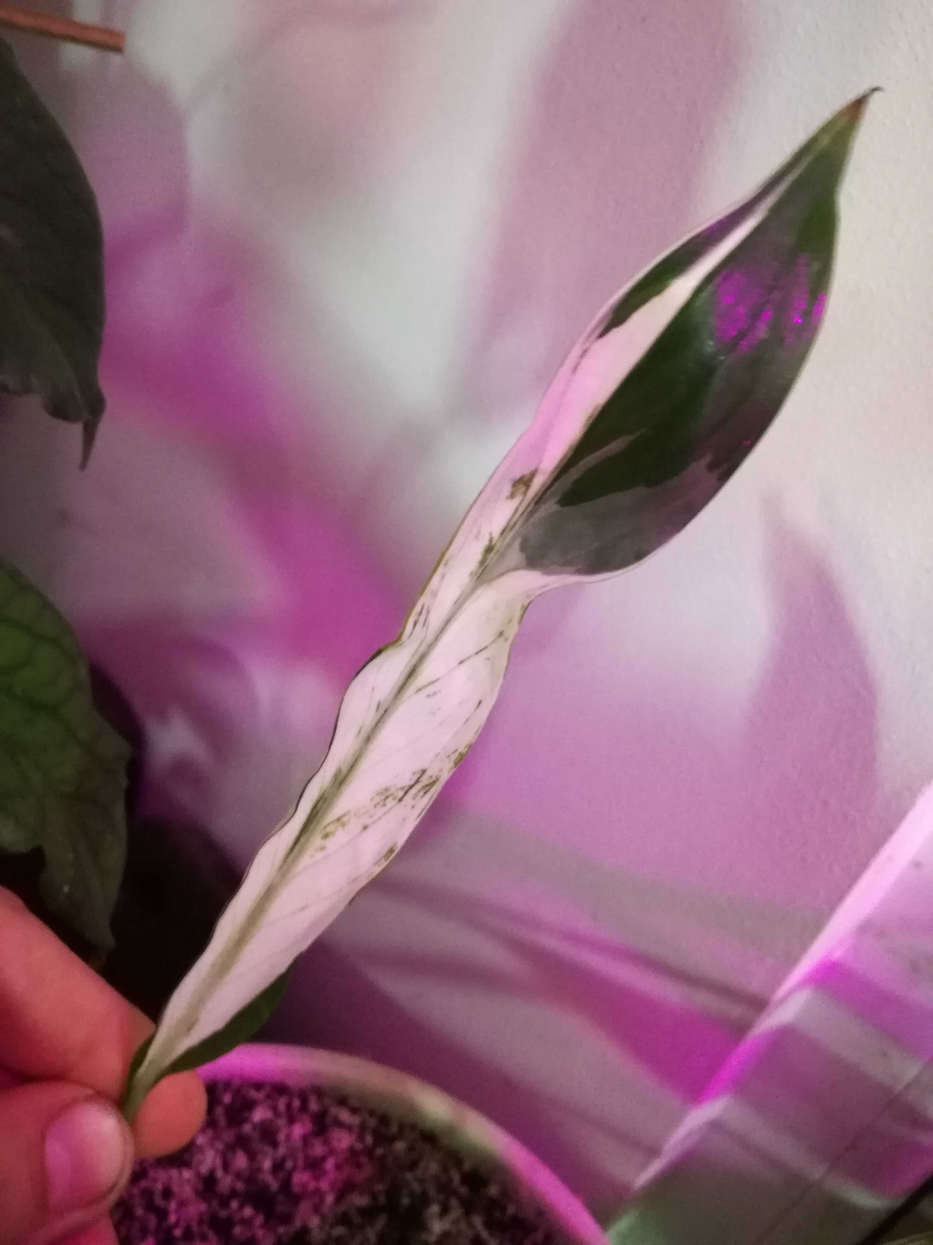 INTERNAT. Spathiphyllum Picasso Albo Variegata 95Euro philodendron mon