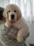 Golden Retriever com LOP e Afixo