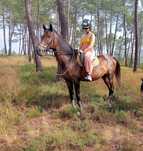 Cavalo filho inglês meiguinho montado
