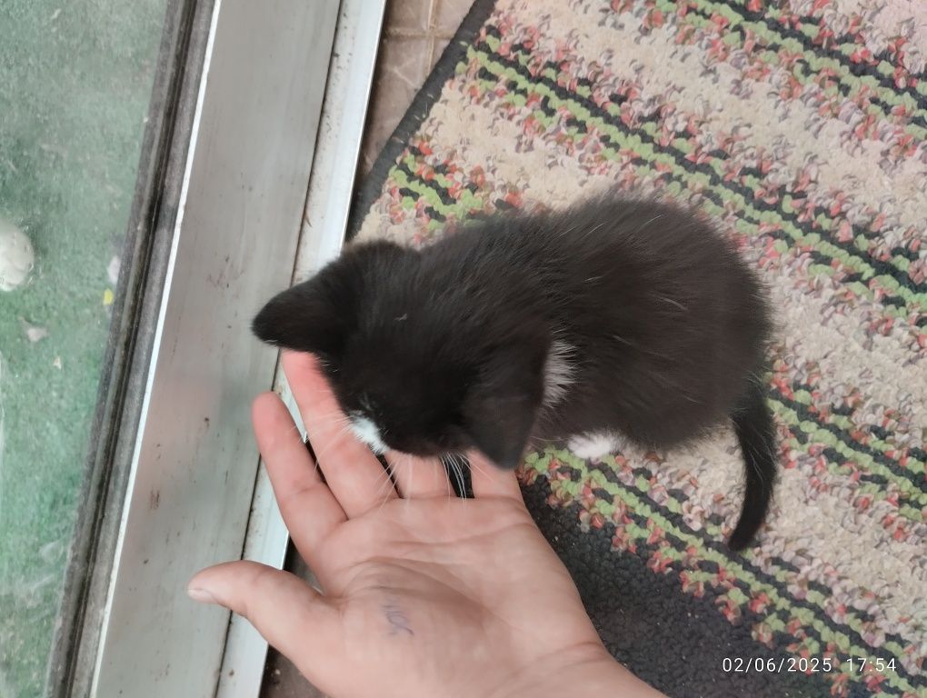 Dá-se gatos bebes