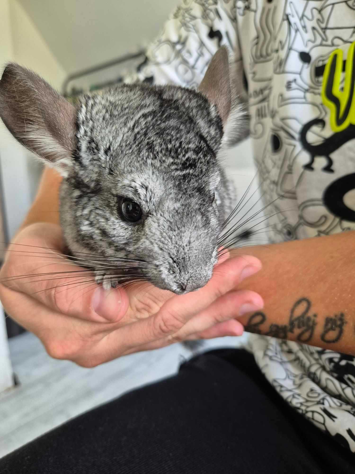 Trzy szynszyle do Adopcji