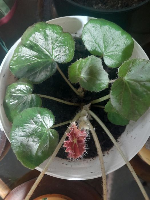 Planta Begónia saudável