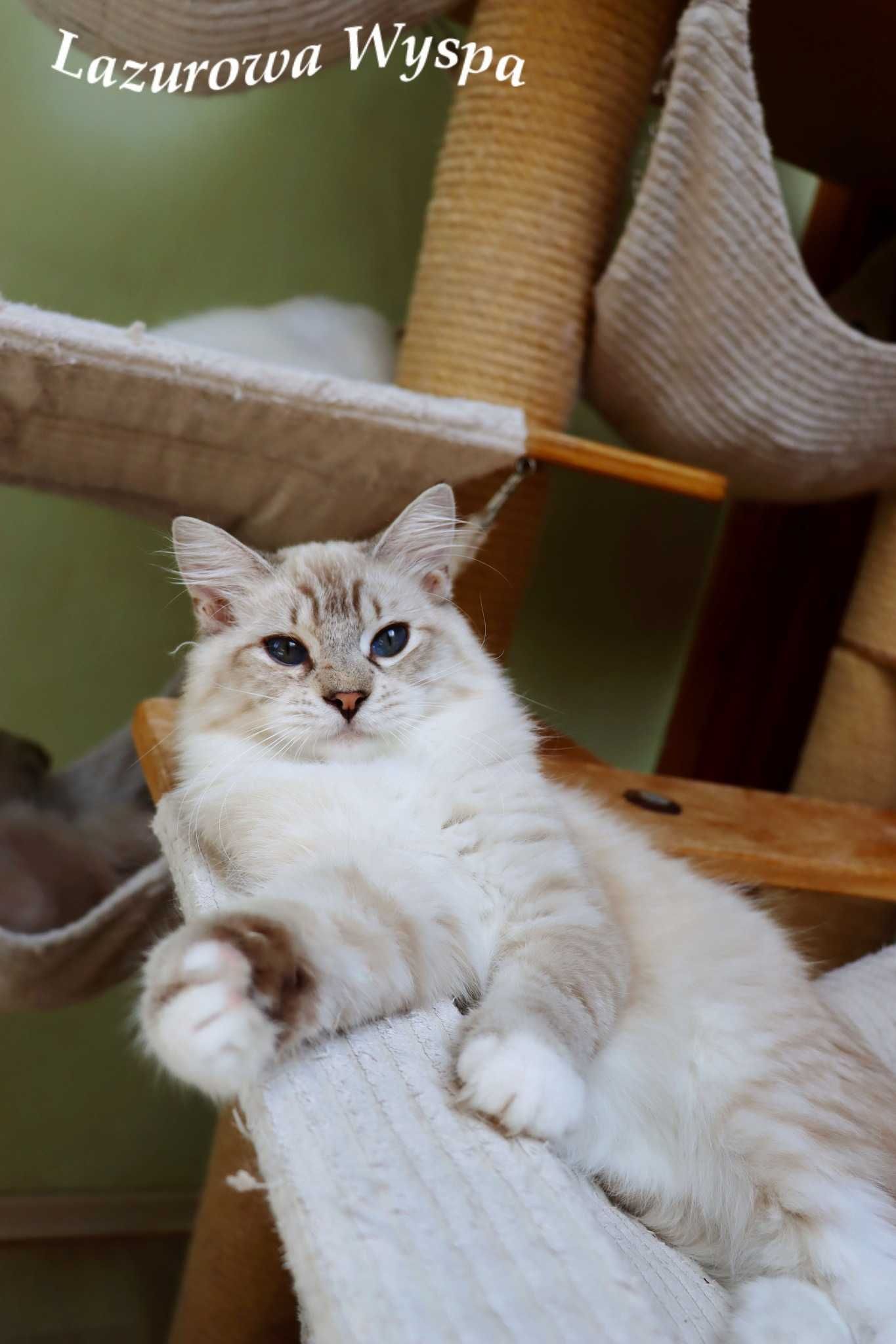 Tygrysek ragdoll mink.