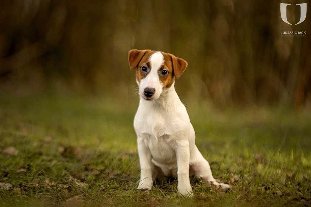 Jack Russell Terrier ZKwP FCI szczenię gładkowłose piesek