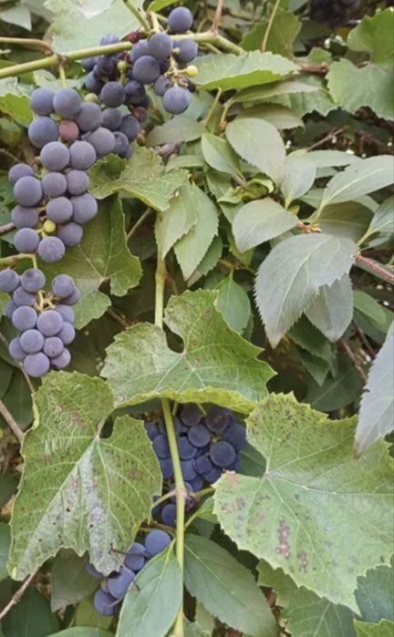 Winogrona ciemne na wino