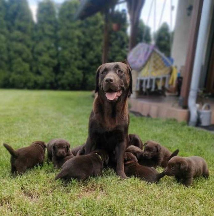 Labrador Retriever Czekoladowy Szczeniak