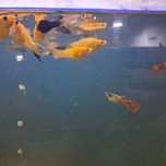 Guppys  e mollys