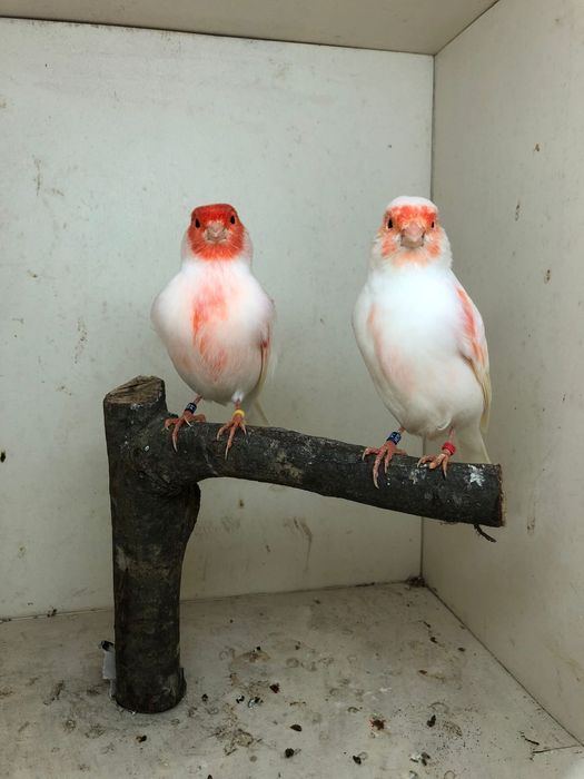 Mosaicos vermenhos /amarelos / tinbrados espanhol