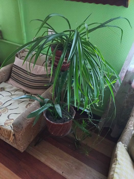 Сукуленты  Хлорофитум Комнатные растения цветущие Лилия