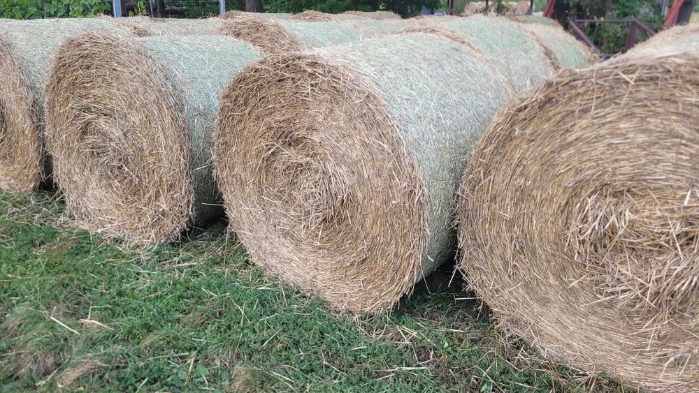 Słoma z pszenżyta/ pszenicy/owsa