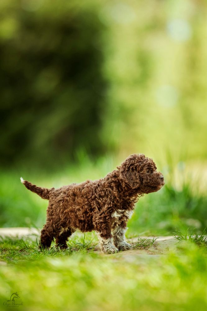 Lagotto Romagnolo