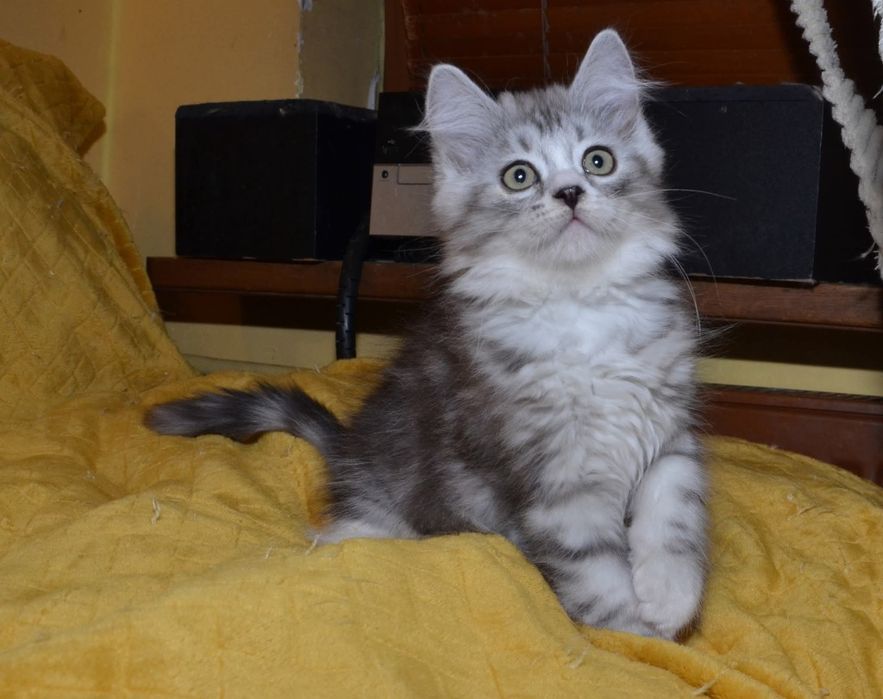 Rodowodowy kot syberyjski * kocurek Diamond * rodowód FPL/FIFE