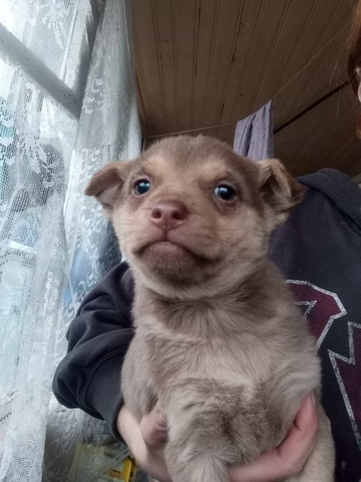 Каштанка 2 мес вакцинирована+бесплатная стерилизация