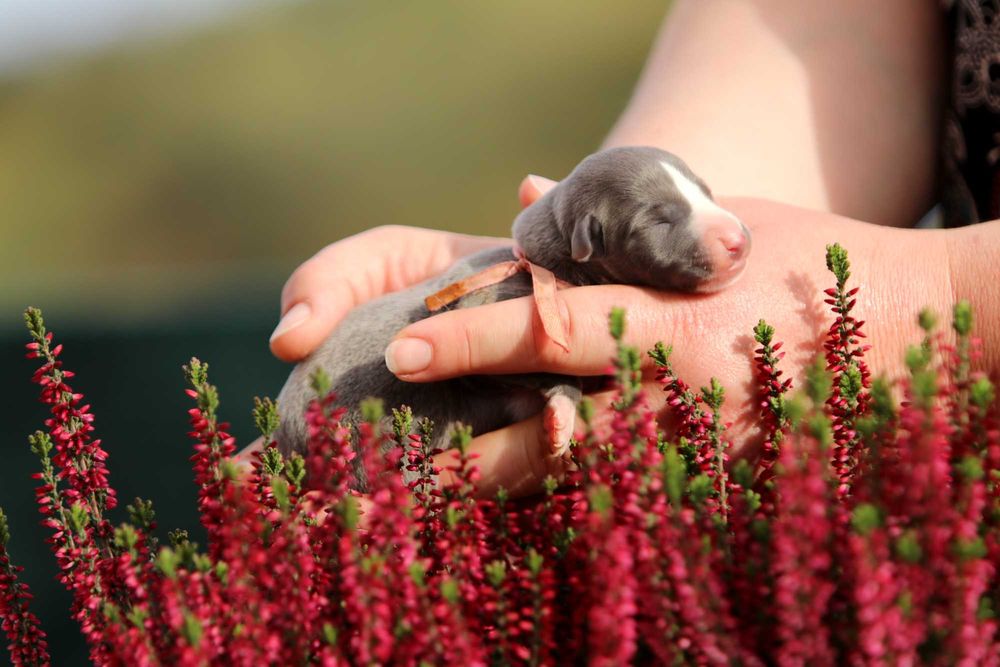 WhippetChart angielski ZKwP/FCI zjawiskowy RAFI o ekskluzywnym kolorze