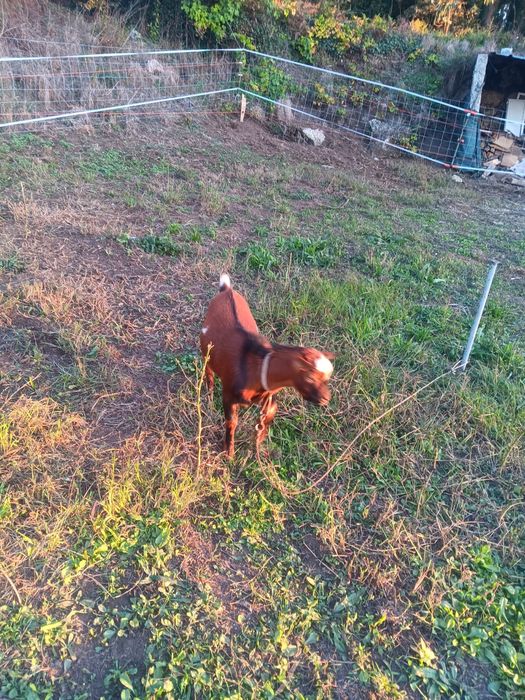 Cabrito anão macho